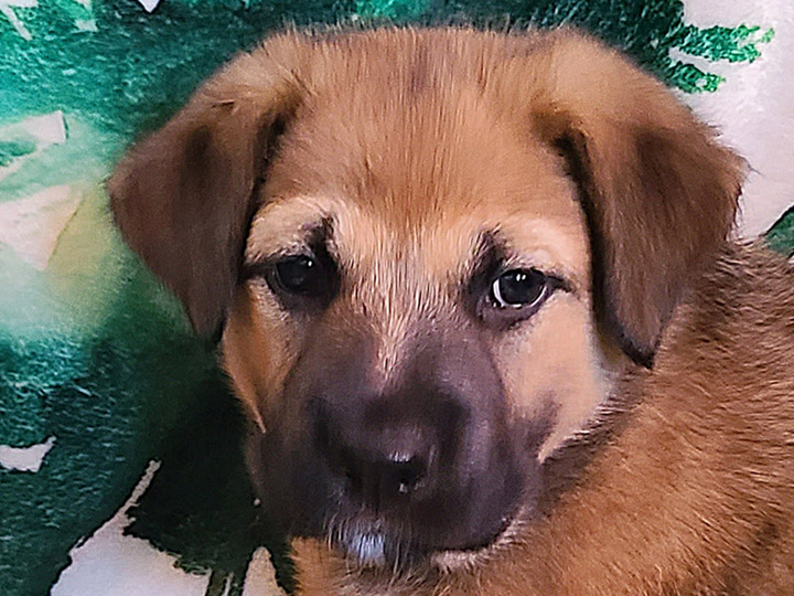 chinook puppy